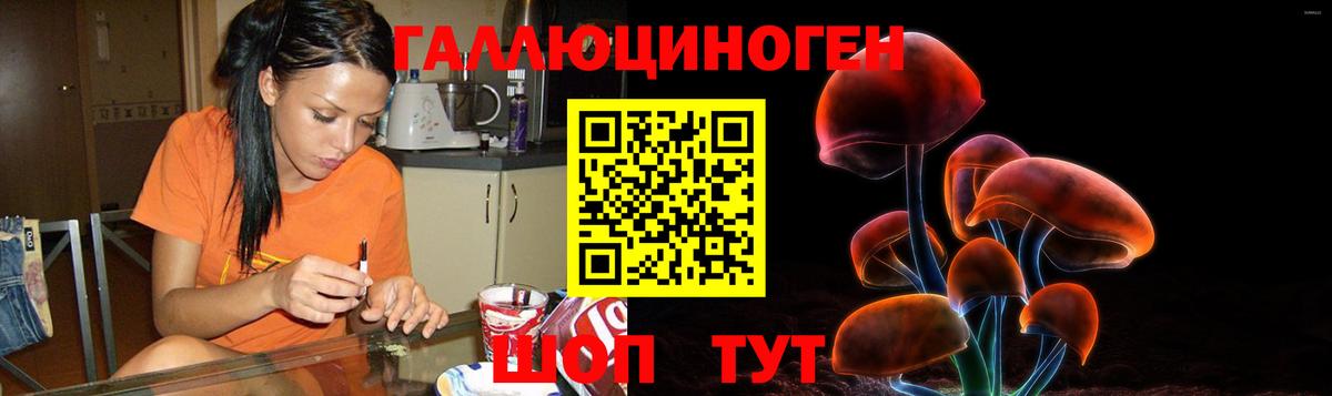 Галлюциногенные грибы Psilocybe Белореченск